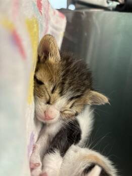 ADIRA -  Domestic Short Hair Cat for Adoption in Dallas, Texas - ADIRA | PetCurious
