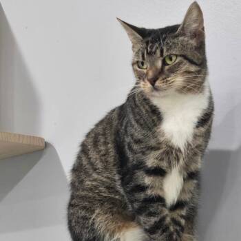 Domestic Short Hair Cats Available for Adoption - Maple Syrup | PetCurious