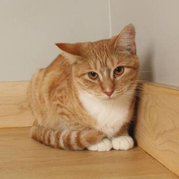 Blinkin C71725 -  Domestic Short Hair Cat for Adoption in Minnetonka, Minnesota - Blinkin C71725 | PetCurious