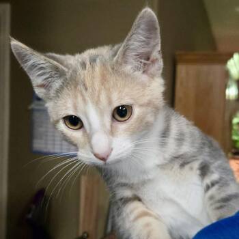 Rescue Domestic Short Hair Cats for Adoption in Sonora, California - Hermione | PetCurious