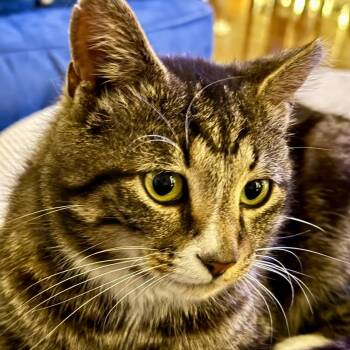 Merlin -  Domestic Short Hair Cat for Adoption in Durham, North Carolina - Merlin | PetCurious