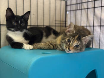 Rescue Domestic Short Hair Cats for Adoption - Cease & Desist | PetCurious