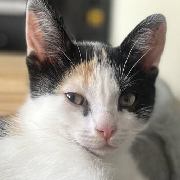 Rescue Domestic Short Hair Cats for Adoption in Santa Ana, California - Finnala | PetCurious