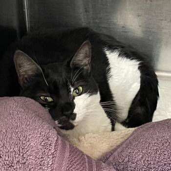 Domestic Short Hair Cats Available for Adoption - Sarah | PetCurious