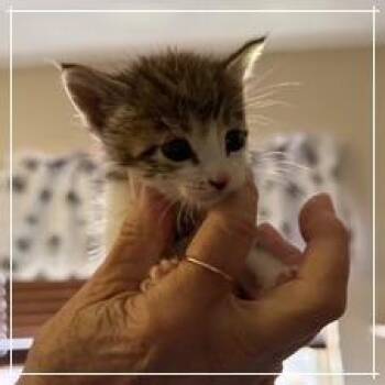F - Spice -  Domestic Short Hair Cat for Adoption in Arizona City, Arizona - F - Spice | PetCurious