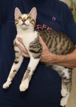 Rescue Domestic Short Hair Cats for Adoption in Baton Rouge, Louisiana - Pasta | PetCurious