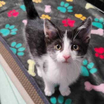 Rescue Domestic Short Hair Cats for Adoption in Southgate, Michigan - Liberty (Libby) | PetCurious