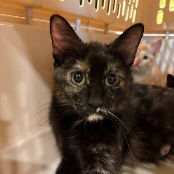 Maeve -  Domestic Short Hair Cat for Adoption in West Des Moines, Iowa - Maeve | PetCurious