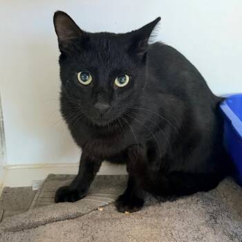 Enigma -  Domestic Short Hair Cat for Adoption in Newark, New Jersey - Enigma | PetCurious