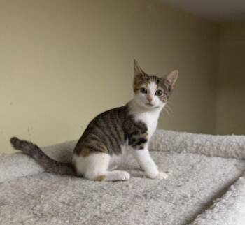Gretel -  Domestic Short Hair Cat for Adoption in Broomall, Pennsylvania - Gretel | PetCurious