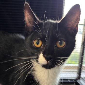 Rescue Domestic Short Hair Cats for Adoption in Lenexa, Kansas - Chad | PetCurious