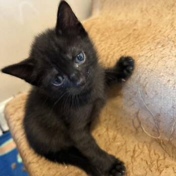 Edgar -  Domestic Short Hair Cat for Adoption in Rossville, Tennessee - Edgar | PetCurious