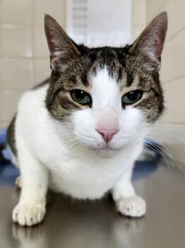 Domestic Short Hair Cats Available for Adoption in San Antonio, Texas - Joel | PetCurious