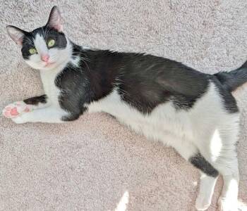 Tuxedo and Domestic Short Hair Cats Available for Adoption - Athena | PetCurious