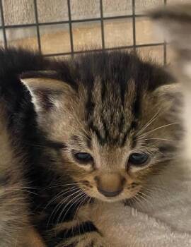 Domestic Short Hair Cats Available for Adoption in Rancho Cucamonga, California - RINGO | PetCurious