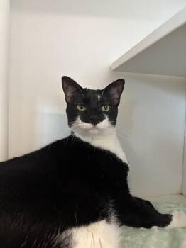 Isabella -  Domestic Short Hair Cat for Adoption in Evanston, Illinois - Isabella | PetCurious