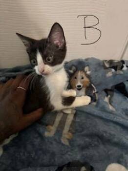 GARRETT -  Domestic Short Hair Cat for Adoption in San Antonio, Texas - GARRETT | PetCurious