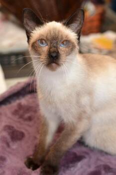 Truffles -  Siamese and American Shorthair Cat for Adoption in Austin, Texas - Truffles | PetCurious