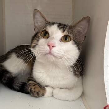 Domestic Short Hair Cats Available for Adoption in Naperville, Illinois - Casper | PetCurious