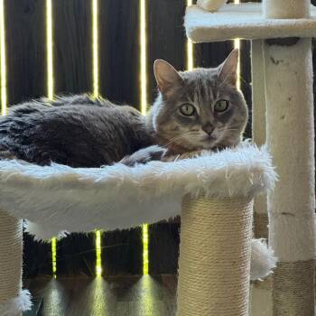 Baker -  Domestic Short Hair Cat for Adoption in Port Angeles, Washington - Baker | PetCurious