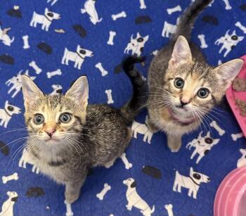 Ciabatta -  Domestic Short Hair and Tabby Cat for Adoption in Emerald Isle, North Carolina - Ciabatta | PetCurious