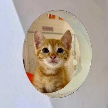 Usamaru -  Domestic Short Hair Cat for Adoption in Los Angeles, California - Usamaru | PetCurious