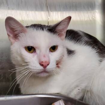 Rescue Domestic Short Hair Cats for Adoption in Jersey City, New Jersey - Richard | PetCurious