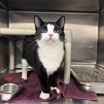 Domestic Short Hair Cats Available for Adoption - Sheldon CS-011/26 | PetCurious