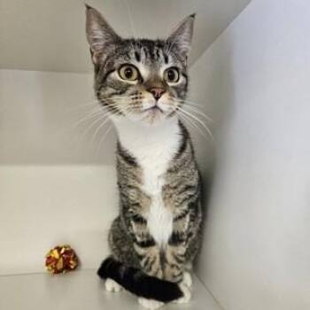Domestic Short Hair Cats Available for Adoption - Eleanor | PetCurious