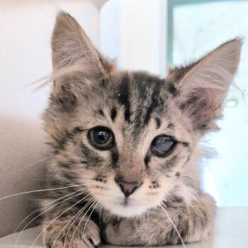 Oscar -  Domestic Medium Hair Cat for Adoption in Reno, Nevada - Oscar | PetCurious