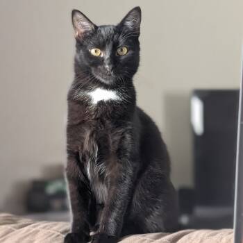 Rescue Domestic Short Hair Cats for Adoption in Fort Lauderdale, Florida - Pesto | PetCurious