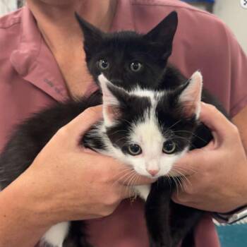 Juice -  Domestic Short Hair Cat for Adoption - Juice | PetCurious