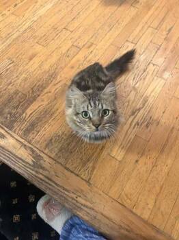 Rescue Domestic Short Hair Cats for Adoption in North Haledon, New Jersey - Koyari | PetCurious