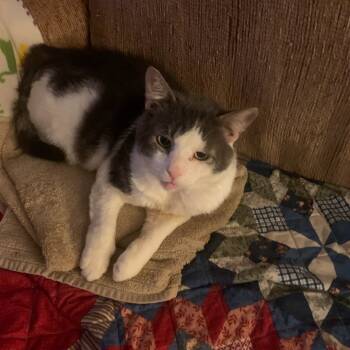 Rescue Domestic Short Hair Cats for Adoption - Pico | PetCurious