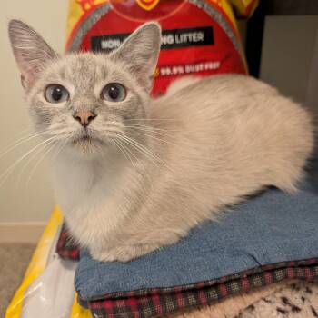 Whimsy -  Domestic Medium Hair Cat for Adoption in Manistique, Michigan - Whimsy | PetCurious
