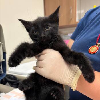 Spain -  Domestic Short Hair Cat for Adoption in Reno, Nevada - Spain | PetCurious