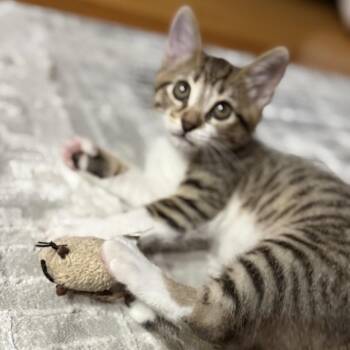 Jackfruit -  Domestic Short Hair Cat for Adoption in Westminster, California - Jackfruit | PetCurious