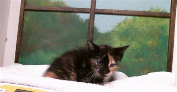PANINI -  Domestic Short Hair Cat for Adoption in Houston, Texas - PANINI | PetCurious