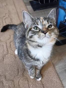 Rescue Calico Cats for Adoption in Saginaw, Michigan - Nimbles | PetCurious