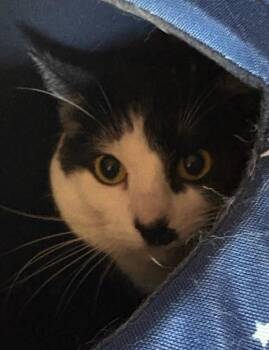 Domestic Short Hair Cats Available for Adoption in Zimmerman, Minnesota - Dottie | PetCurious