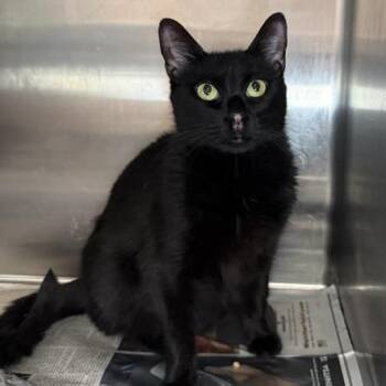 Booger -  Domestic Short Hair Cat for Adoption in Yucca Valley, California - Booger | PetCurious
