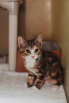 05155B Mira -  Domestic Short Hair Cat for Adoption in North Charleston, South Carolina - 05155B Mira | PetCurious
