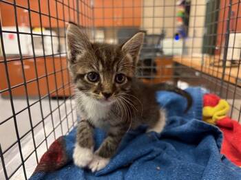 Rescue Domestic Short Hair Cats for Adoption in Rancho Cucamonga, California - UNKNOWN | PetCurious