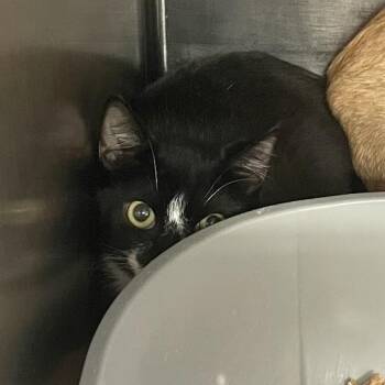 1470-C26 -  Domestic Short Hair Cat for Adoption in Port Charlotte, Florida - 1470-C26 | PetCurious