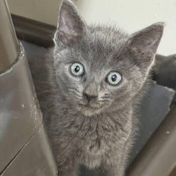 Victor the Velcro Kitten -  Domestic Short Hair Cat for Adoption - Victor The Velcro Kitten | PetCurious
