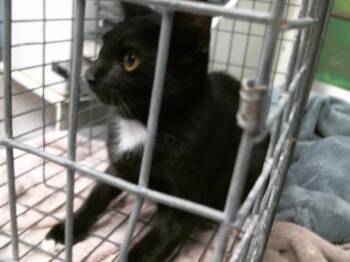 NOOR -  Domestic Short Hair Cat for Adoption in Houston, Texas - NOOR | PetCurious