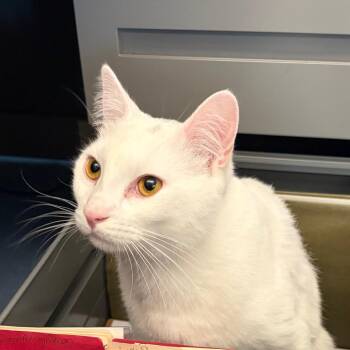 Mozzarella -  Domestic Short Hair Cat for Adoption in Fairport, New York - Mozzarella | PetCurious