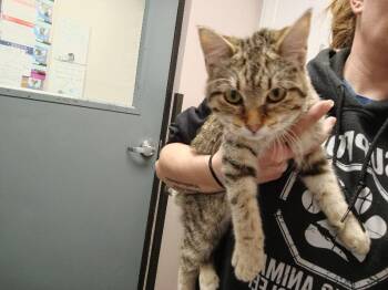 Domestic Short Hair Cats Available for Adoption - Meijer | PetCurious