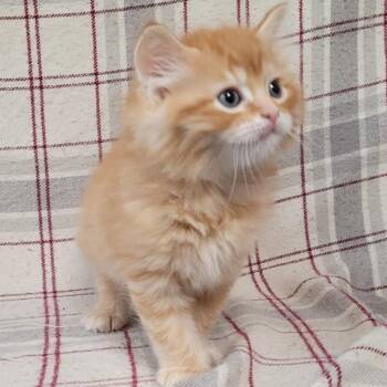 Pumpkin -  Domestic Medium Hair Cat for Adoption in Coos Bay, Oregon - Pumpkin | PetCurious