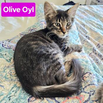 Rescue Domestic Medium Hair Cats for Adoption in Austin, Texas - Olive Oyl LH | PetCurious